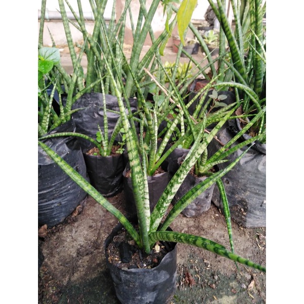 sansevieria fernwood medium murcee