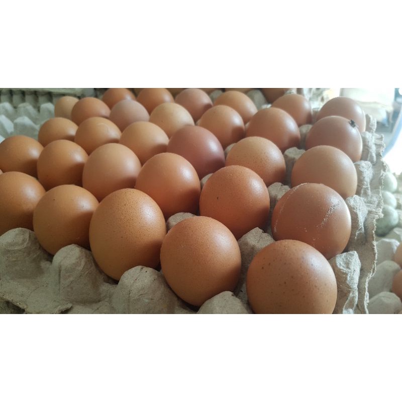 

Telur Ayam Negeri sedang 30 Butir/Rak