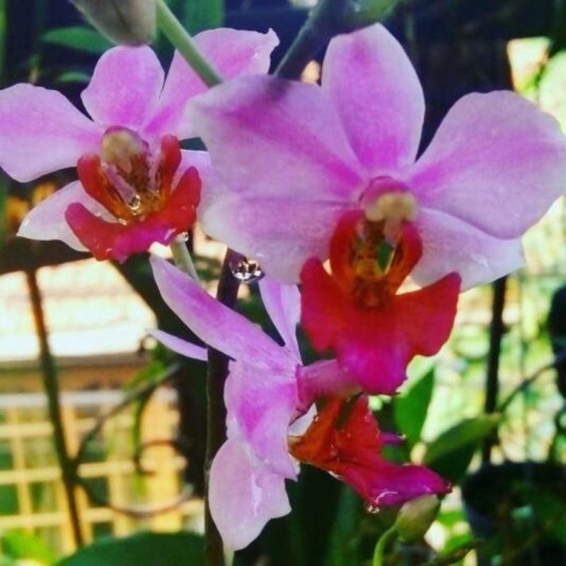 anggrek doritis pulcherima kondisi spike/berbunga