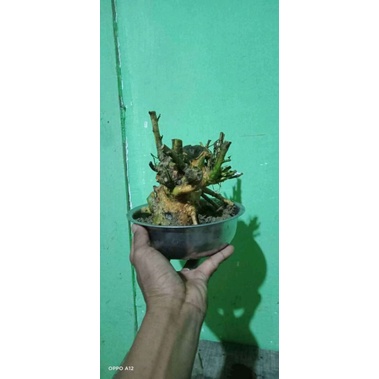 dongkelan bonsai serut gruping cebol 12k