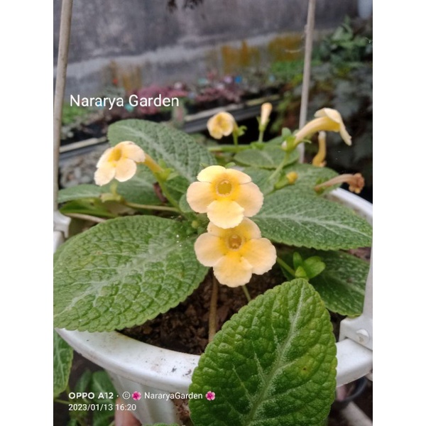 Episcia import Jim dhapne choice bunga kuning