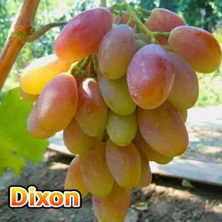 BIBIT ANGGUR IMPORT DIXON (asli grafting)