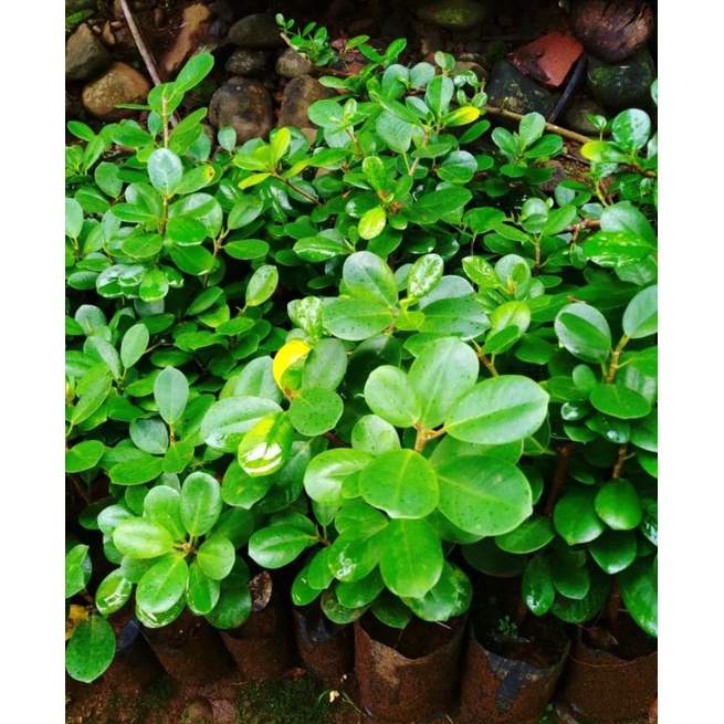 Bahan Bonsai Bibit Pohon Dolar/Beringin Dolar