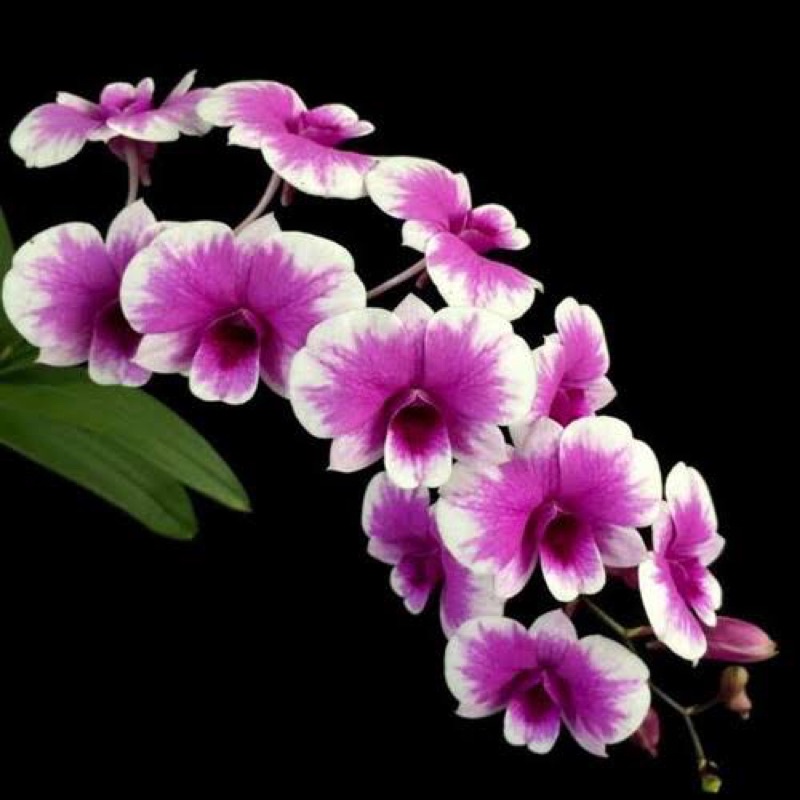 Dendrobium Yaya X Compactum