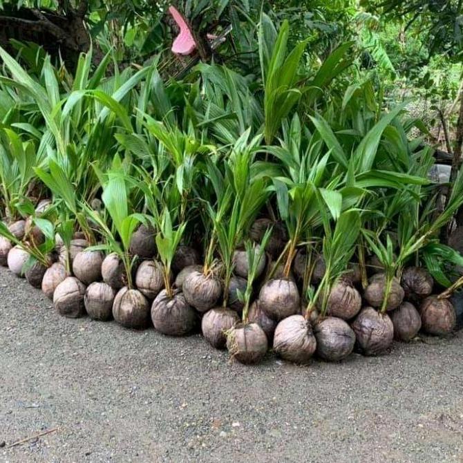 bibit kelapa dwarf unggul berkualitas