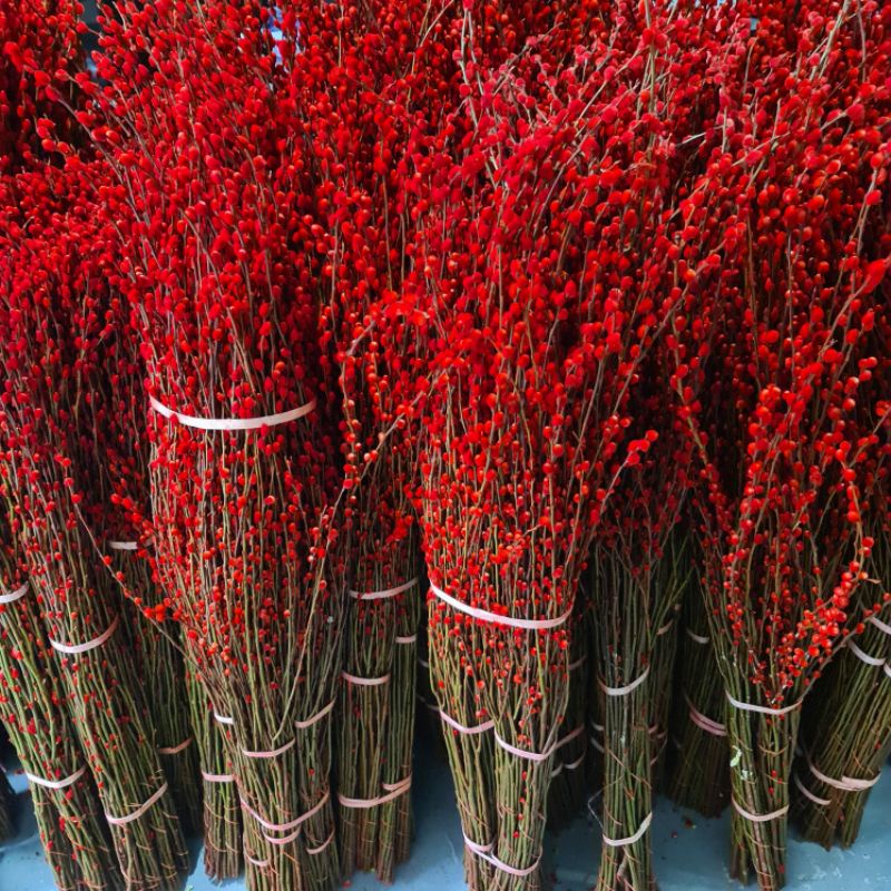 Pussy Willow IMLEK Chinese New Year