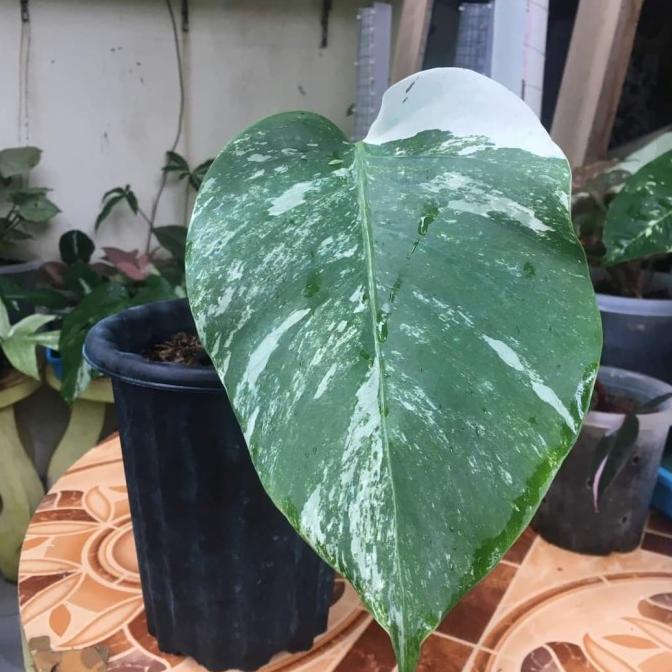 Jual Monstera Variegata Holand Monstera Varigata Holand Real Pic