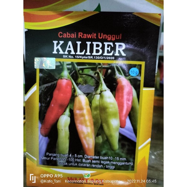 

Cabai Rawit Unggul KALIBER Tahan virus 10 gram