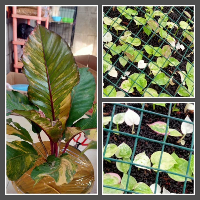 Anthurium black beauty varigata pink bibit