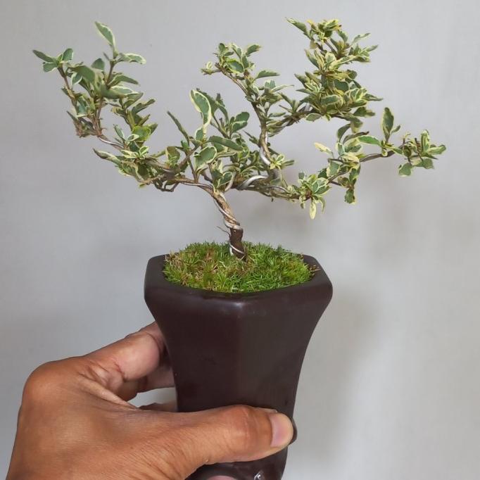 Bonsai Shito Hingkip + Pot Keramik
