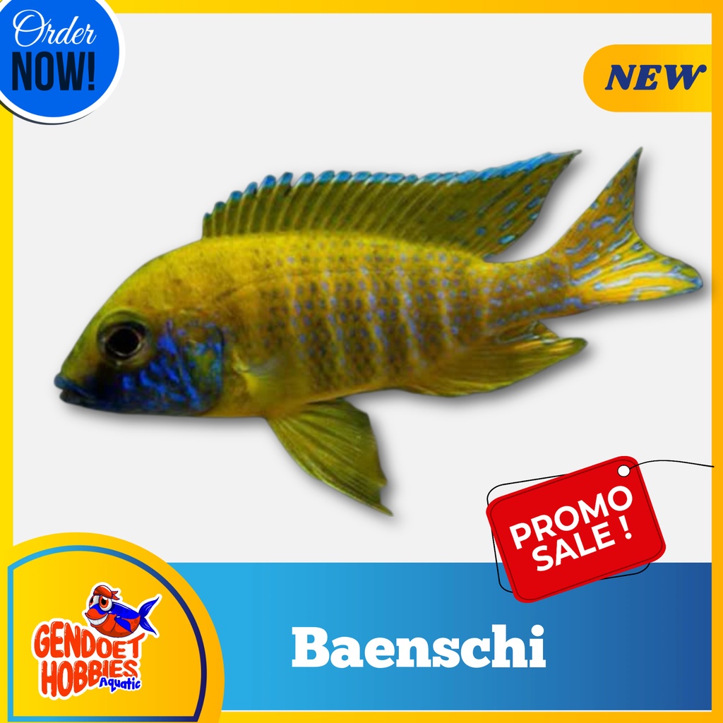 Cichlid  Baenschi Murah Warna