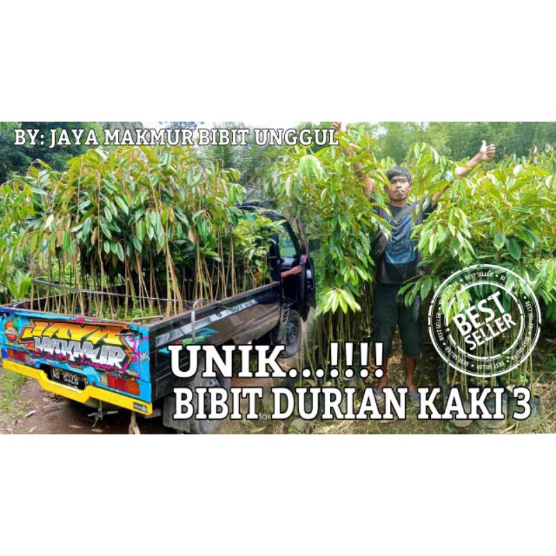 Bibit Durian Musangking kaki tiga Super Murah, Bergaransi dan GRATIS packing pakai kotak kayu.