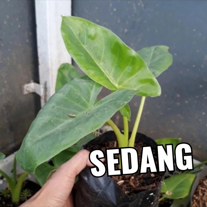 tanaman sente hijau, sente gurame, bibit sente