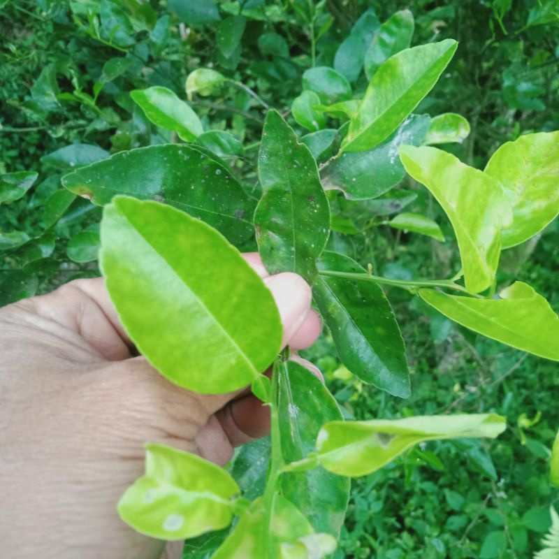

Daun Jeruk Purut Segar 100 gr