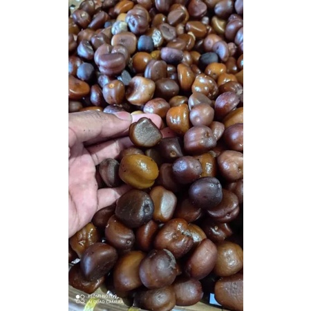 Biji salak pondoh 500 gram/bibit salak pondoh/biji salak/500gram