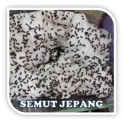 

TERMURAH SEMUT JEPANG !!!