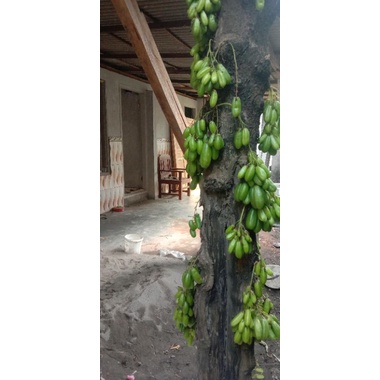 

Belimbing Sayur
