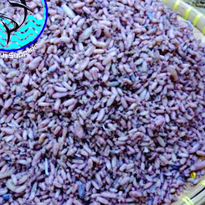 

♬ Baby Cumi / Cumi Asin Fresh 1kg ✬