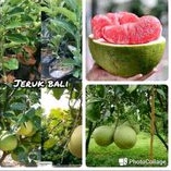 jeruk Bali berbuah