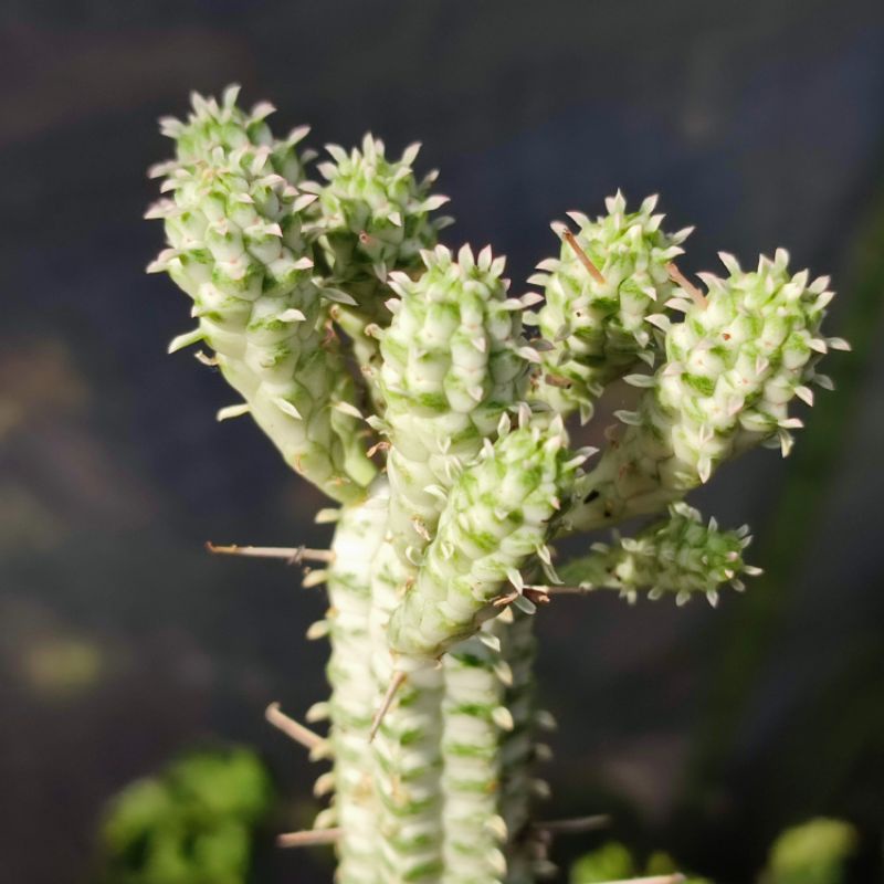 Sukulen euphorbia submammilaris varigata / Corn cob