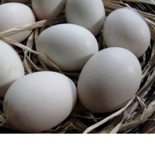 

Discount[FG2]-Telur SOANG per 1 Butir FRESH (Konsumsi)