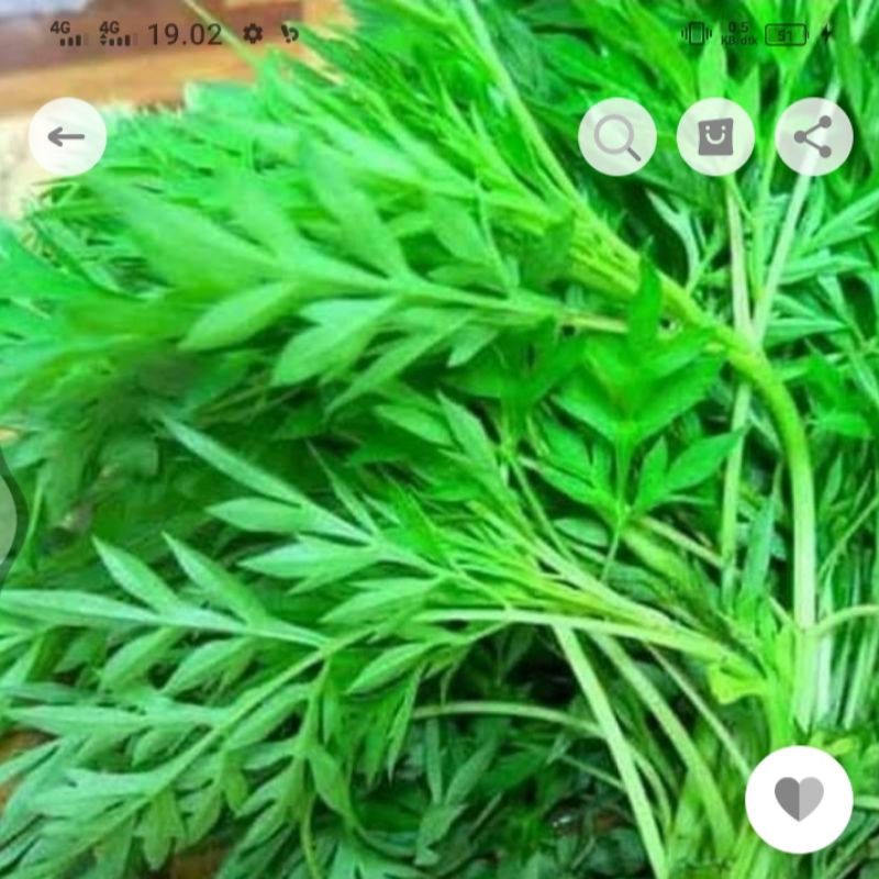 

Daun kenikir segar sayuran / lalapan 250 gr
