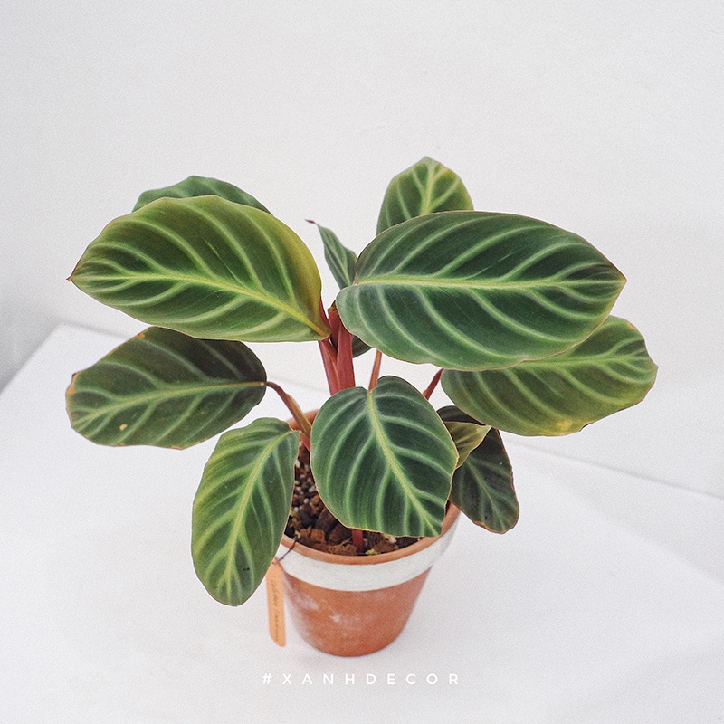 Promo Tanaman Hias Calathea Ecuadoriana - Bunga Calathea Murah