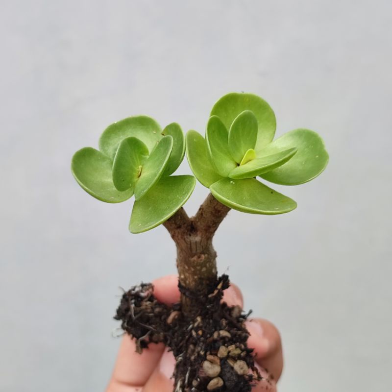 Portulacaria Molokinensis batang bonsai