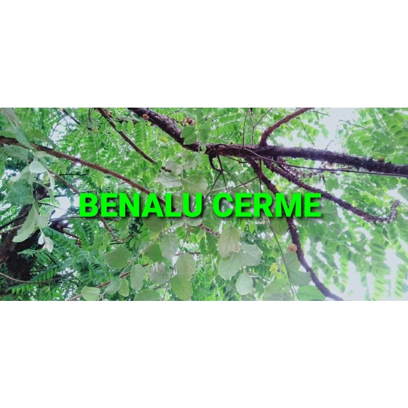 

DAUN BENALU CERME KERING 1000 GRAM