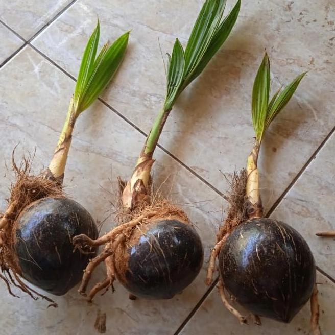 Bahan Bonsai Kelapa Bibit Bonsai kelapa Gading Kelapa bonsai
