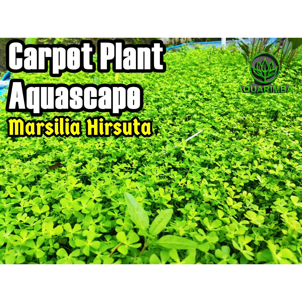 Tanaman Carpet Aquascape - Marselia Hirsuta