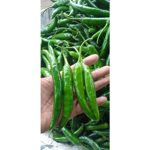 

cabe Hijau TW/Besar 500gr