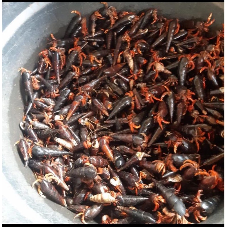 kelomang kerucut,darat umpan pancing dijual kiloan Rp 55000.