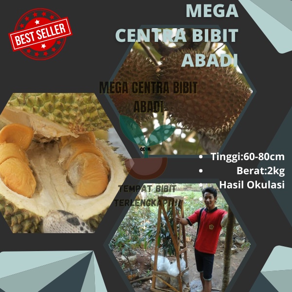 Murah Tempat Jual bibit durian cangkok susu.bibit durian musang king siap buah,  bibit durian musang