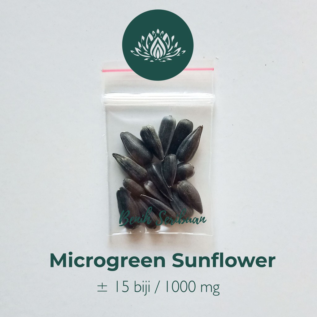 Benih Seribuan - 15 Bibit Microgreen Sunflower Sprout Organik Unggul