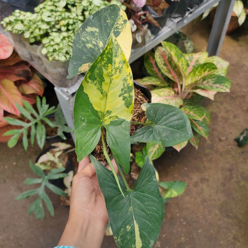 Singonium Yellow/Singonium Varkun