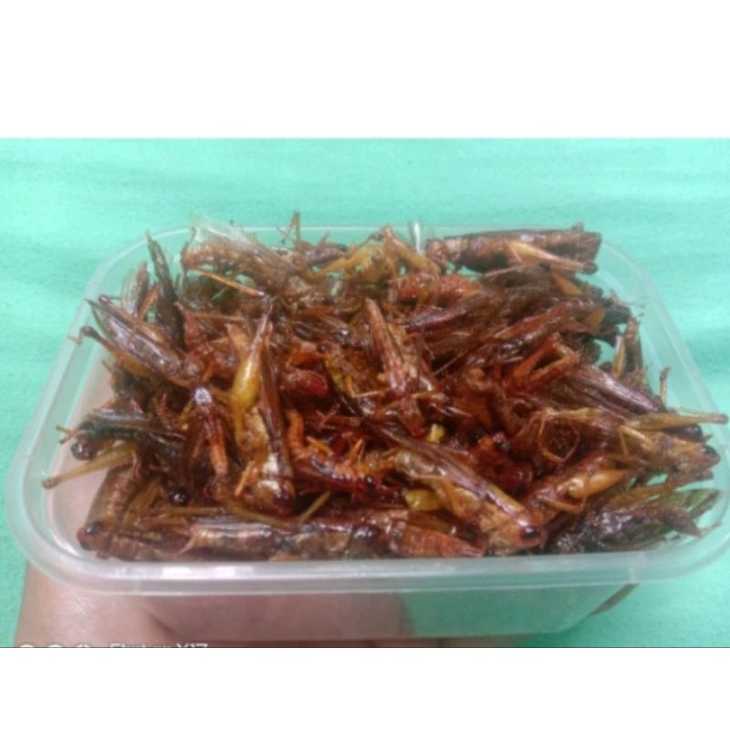 

BelalangSawah/Utes/kecil(50gram)