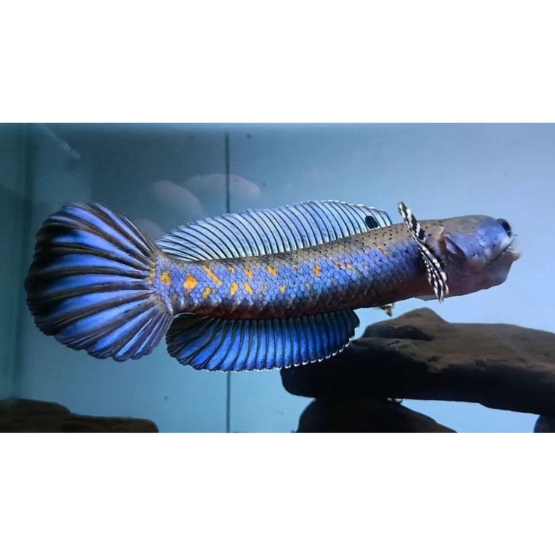 Blue Pulchra Premium Grade A + 13 14 15 16 Hiasan akuarium  Bergaransi