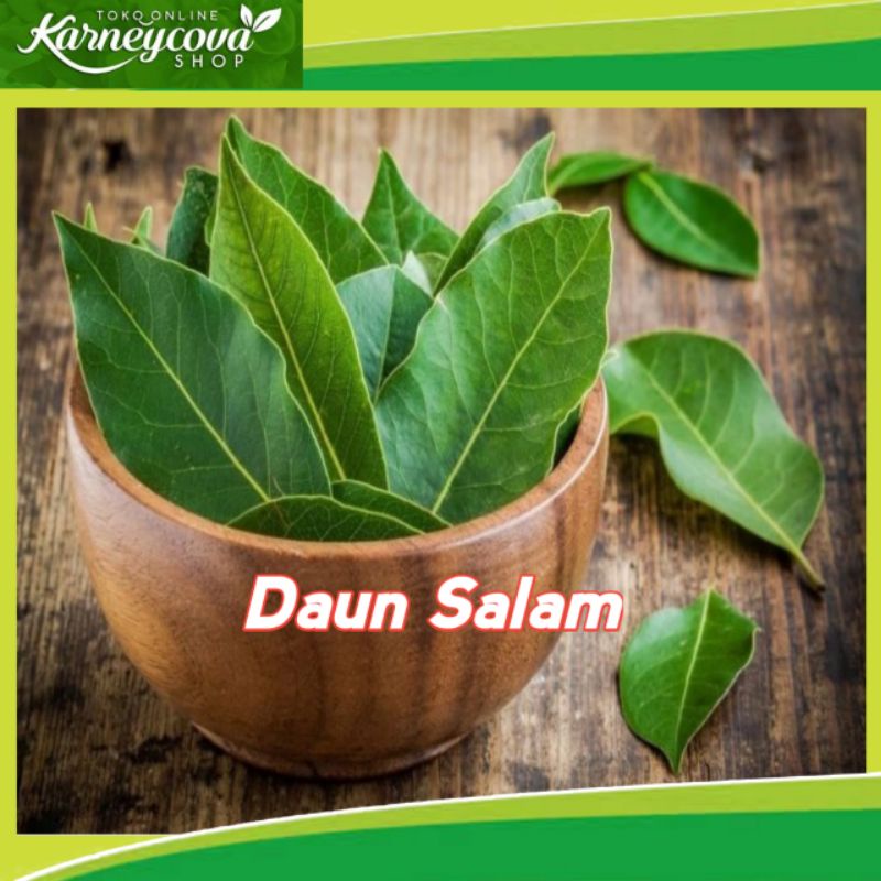 

Daun Salam Segar Langsung Petik Dari Pohon