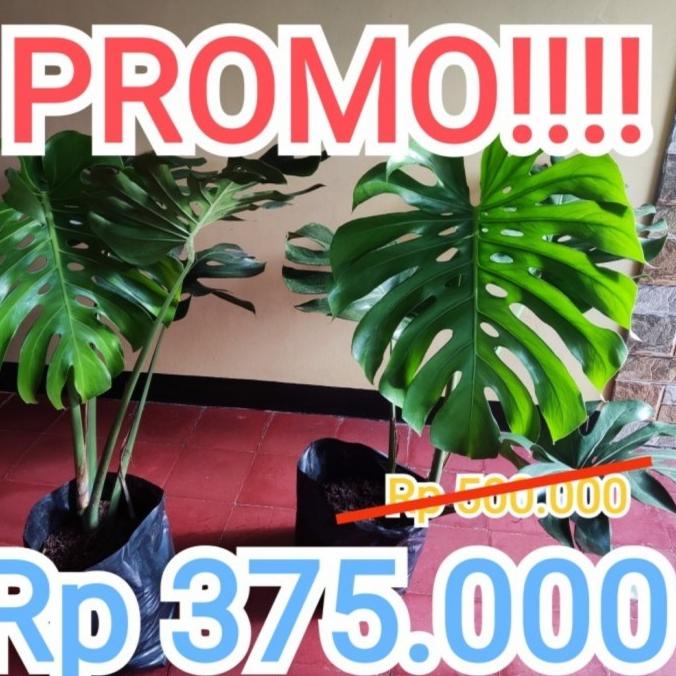 MONSTERA KING DELICIOSA XL JUMBO