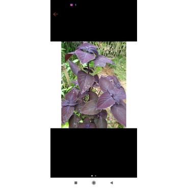 

promo daun miana- cawer kotok segar 1kg