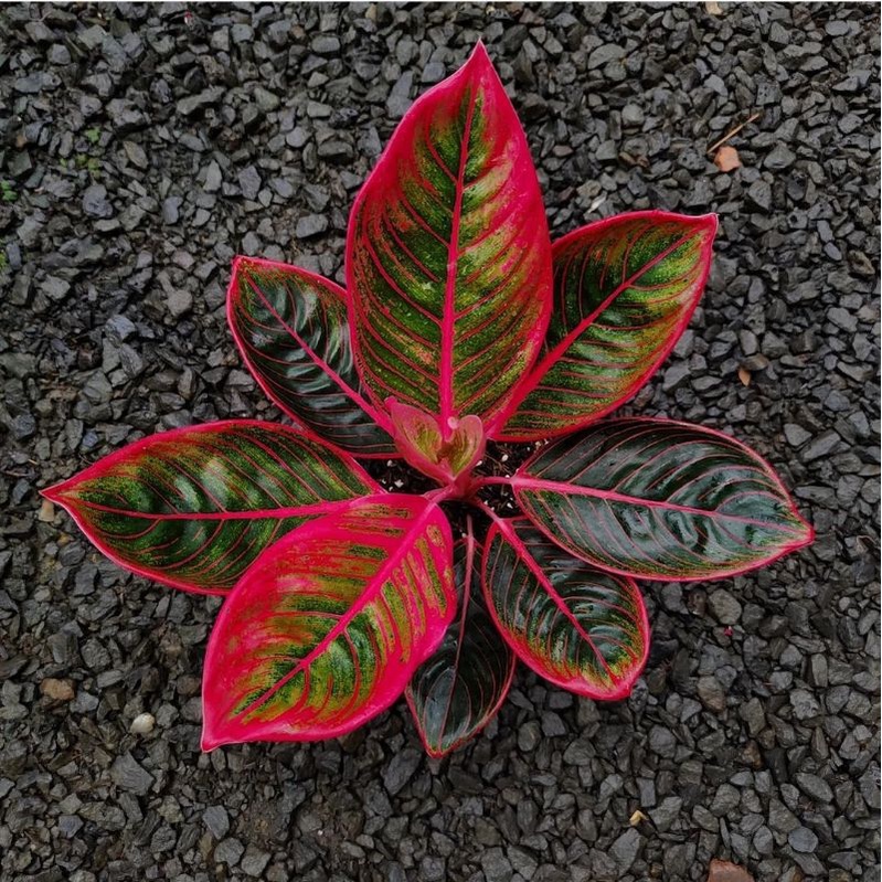 aglonema red lipstik merah - tanaman hias aglonema red lipstik siam aurora - siam aurora merah - bun