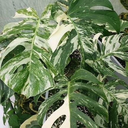 Monstera Borsigiana Variegata Marble