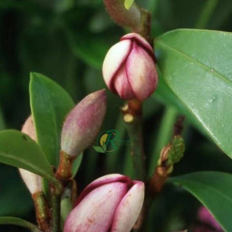 Tanaman Cempaka Mulya Ungu Wangi