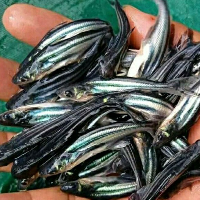 Bibit Ikan Patin UK 7-8CM (Siap Tebar Kolam)