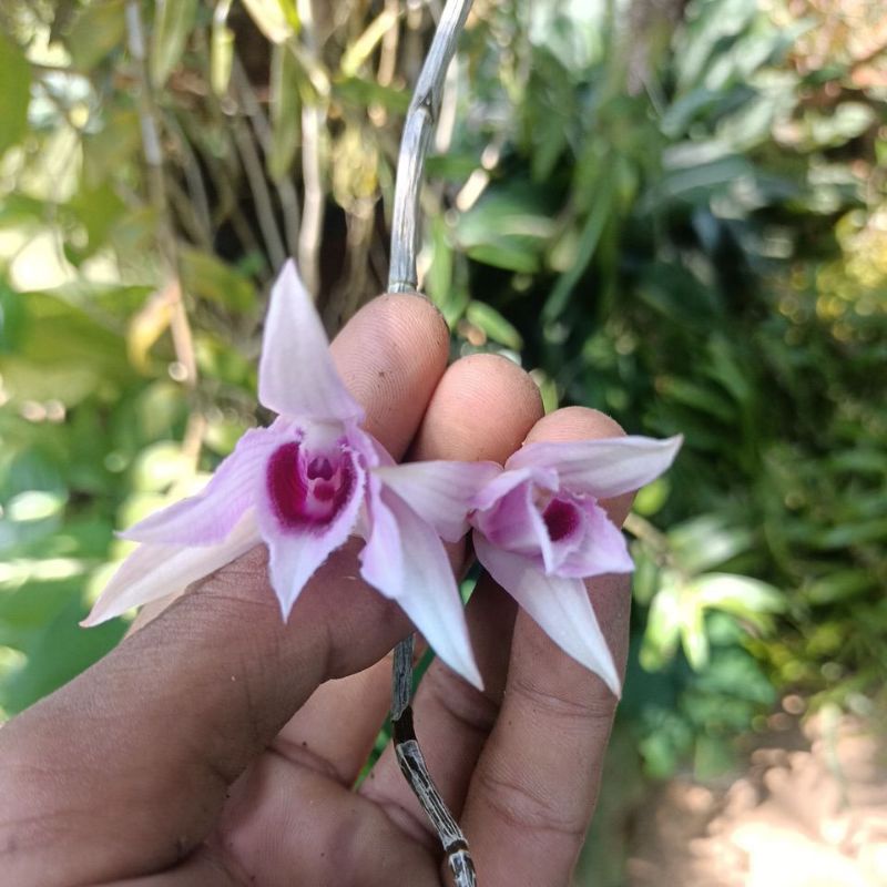 Anggrek anosmum semi Alba rumpun