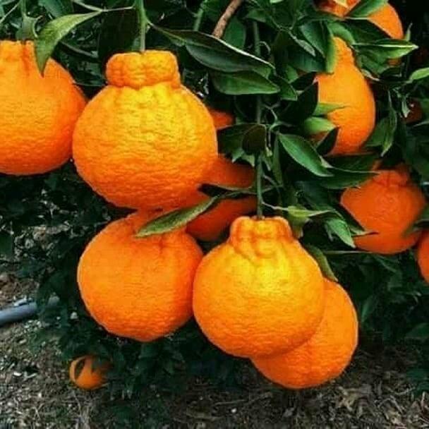 BIBIT TANAMAN BUAH JERUK DEKOPON JUMBO 00222