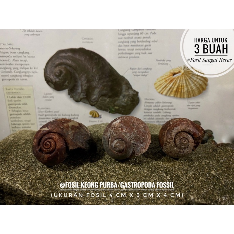 Fosil Keong Purba A33 atau Fosil Gastropoda atau Fosil Kol Buntet Merah atau Fosil Kerang atau Fosil