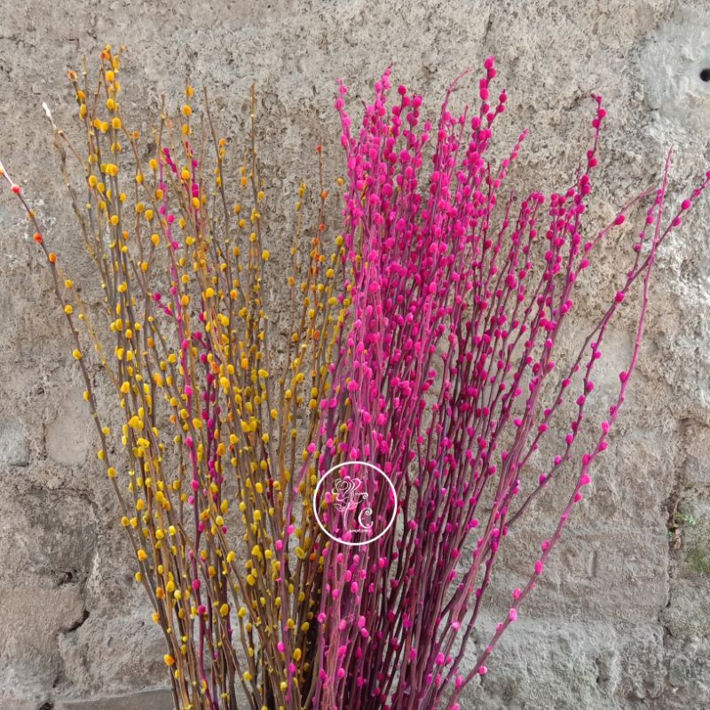 Pussy Willow Imlek Perbatang Pussy Willow Kering