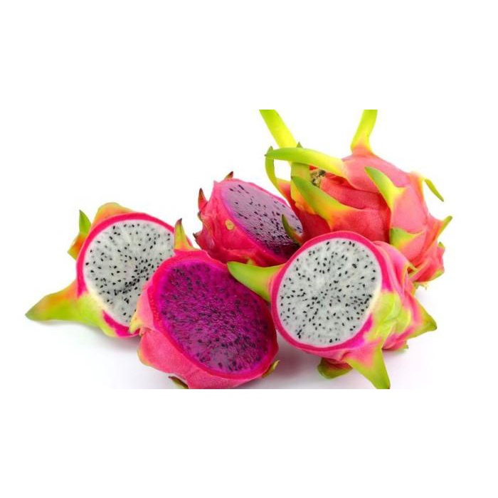 Bibit buah naga merah/Pohon buah naga merah - bibit buah naga